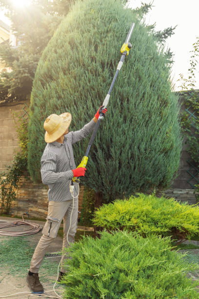 How Our Tree Care Process Works  in Weldon, CA